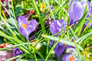 Free photo closeup shot of purple and white spring crocus flowers