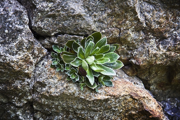 Free photo closeup shot of the pyramidal saxifrage plant growing through the stones