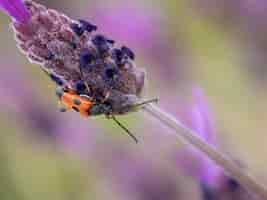 Free photo closeup shot of a red and black insect on the purple plant in the garden