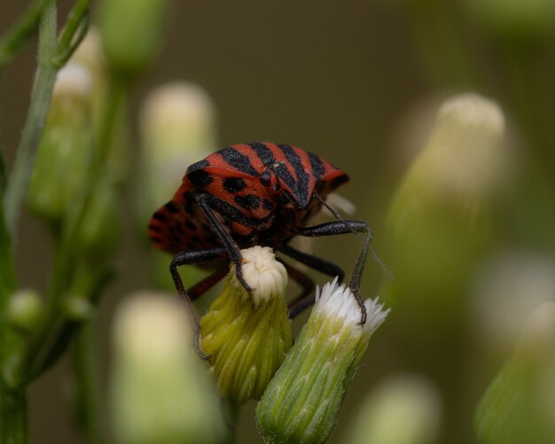 Closeup shot of a red and black striped stink bug