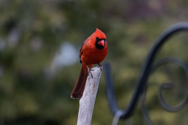 Free Photo closeup shot of a red cardinal bird resting on a twig