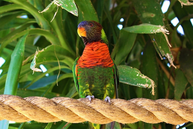 Free photo closeup shot of a red-collared lorikeet standing on a rope surrounded by greenery under the sunlight