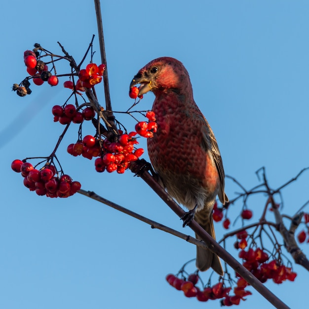 Free Photo closeup shot of a red crossbill bird eating rowan berries perched on a tree