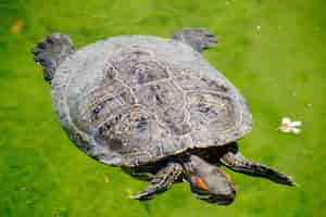 Free photo closeup shot of a red-eared slider turtle type swimming in the water