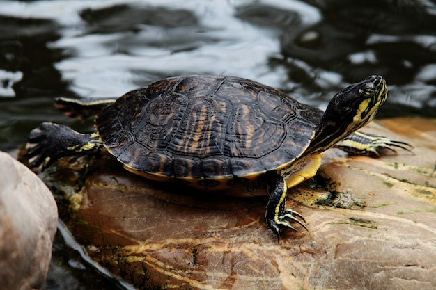 Closeup shot of a red-eared turtle Trachemys scripta elegans resting on a rock near the water