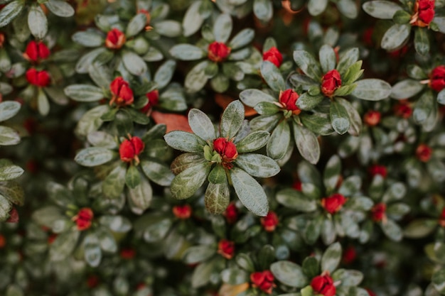 Free photo closeup shot of red flowers blooming with a blurred natural