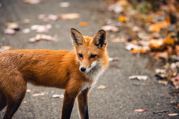 Free Photo closeup shot of a red fox vulpes vulpes standing in the wild