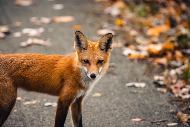 Free Photo closeup shot of a red fox vulpes vulpes in the wild