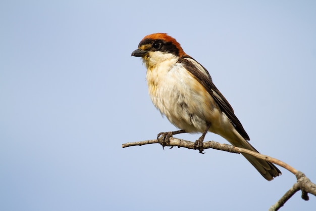 Closeup shot of a red-headed shrike sitting on a tree branch