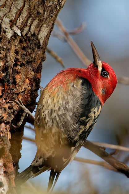 Free photo closeup shot of a red-headed woodpecker on the tree