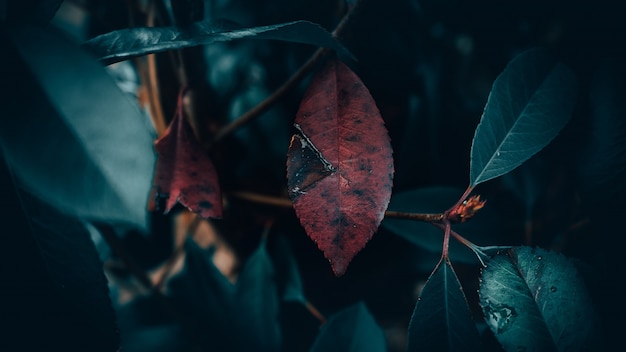 Free photo closeup shot of red leaf surrounded by green leaves with a blurred