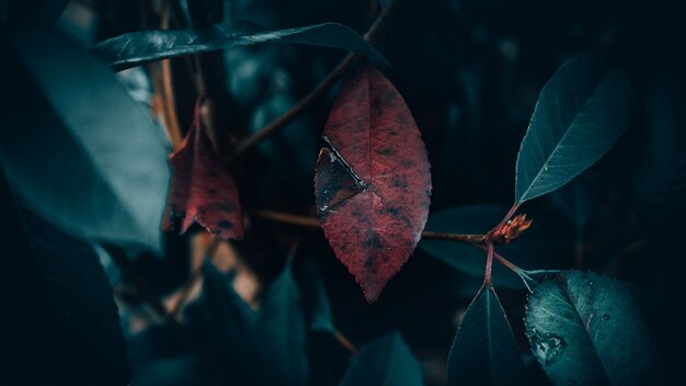 Closeup shot of red leaf surrounded by green leaves with a blurred