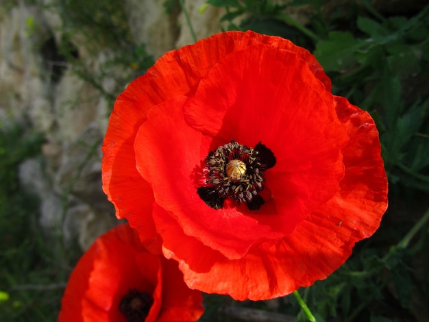 Free photo closeup shot of a red poppy flower on maltese islands in malta