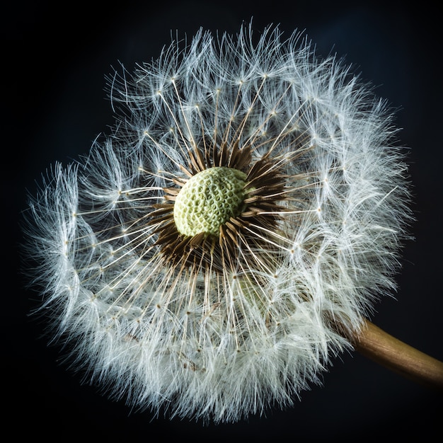 Closeup shot of a red-seeded dandelion on a black