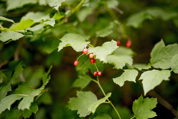 Closeup shot of red small fruits growing on the branch surrounded by green leaves