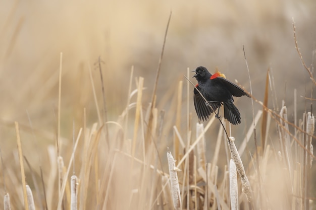 Free photo closeup shot of a red winged blackbird on a plant while chirping