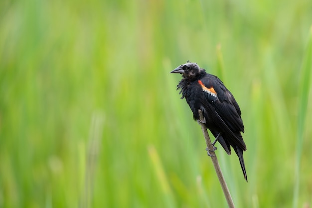 Free photo closeup shot of a red-winged blackbird with feathers missing from his