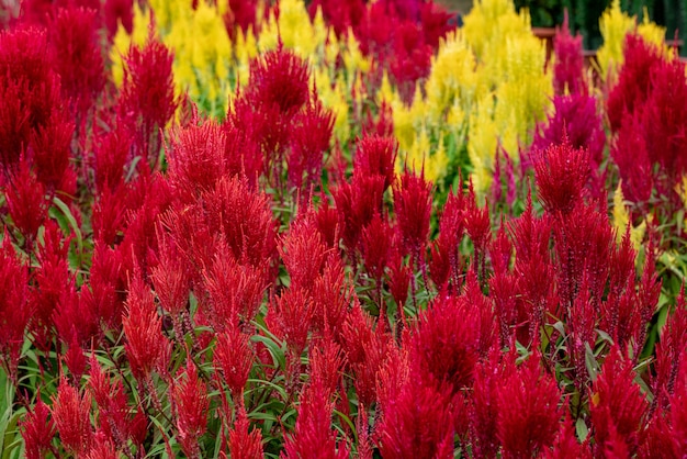 Free Photo closeup shot of red and yellow flowers with green leaves