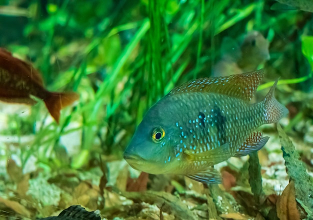 Closeup shot of a Redhump Eartheater fish swimming in the water