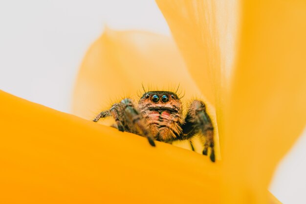 Closeup shot of a regal jumping spider on a yellow flower petal