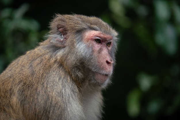 Free photo a closeup shot of a rhesus macaque