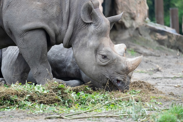 Free photo closeup shot of a rhino grazing on the grass in front of it