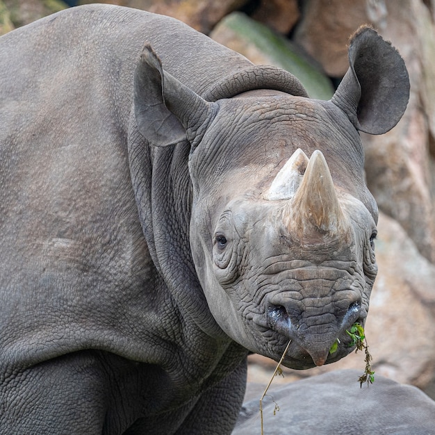 Free Photo closeup shot of a rhino in the process of grazing