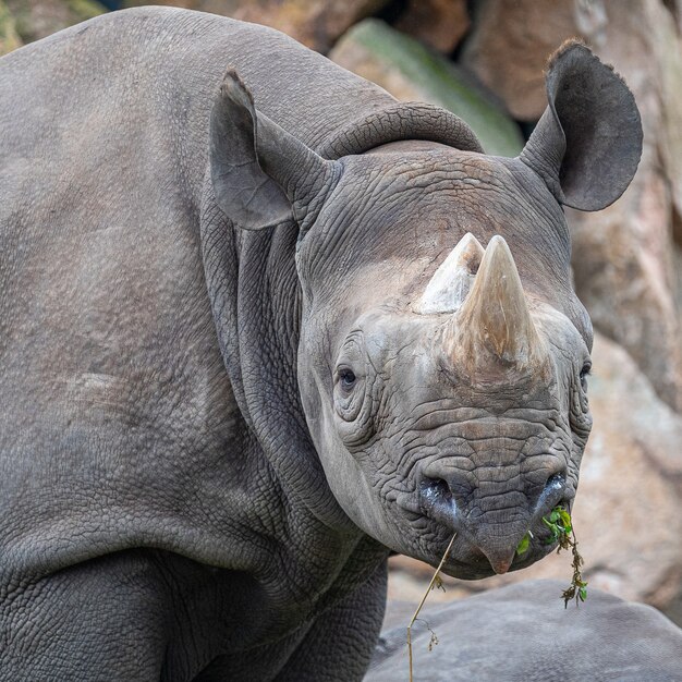 Closeup shot of a rhino in the process of grazing