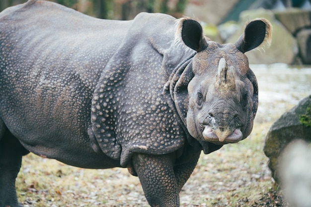 Free Photo closeup shot of a rhinoceros looking at the camera showing off its armor skin