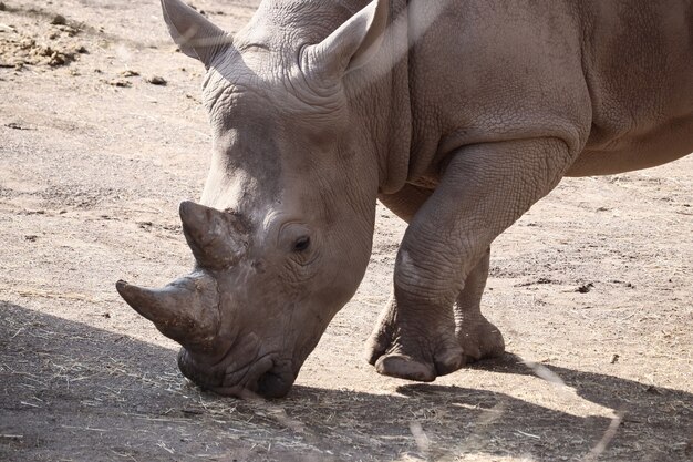 Closeup shot of a rhinoceros standing on the ground during daytime