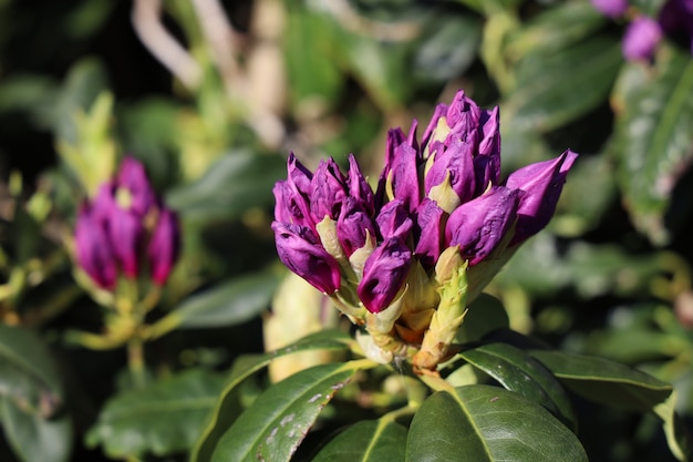 Closeup shot of rhododendron flowers under the light