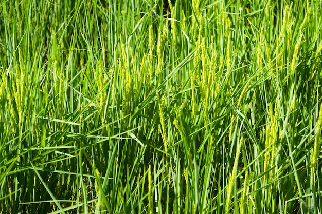 Free Photo closeup shot of rice fields  