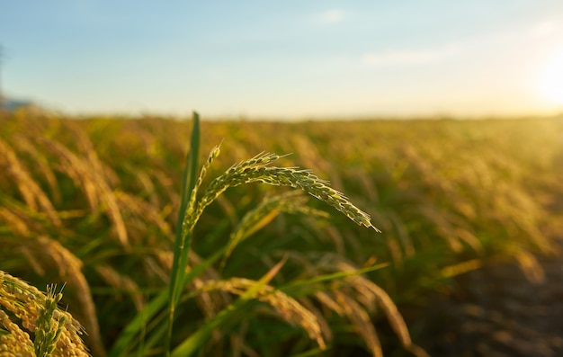 Closeup shot of rice plant at sunset with the plantation in the background