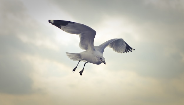 Free Photo closeup shot of a ring-billed gull flying at daytime