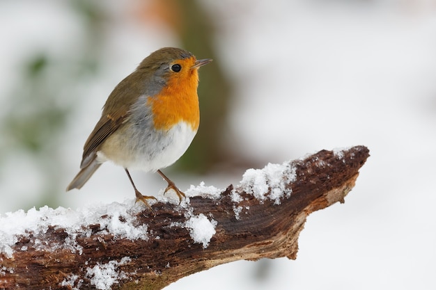 Free photo closeup shot of robin bird perched on tree branch covered with snow