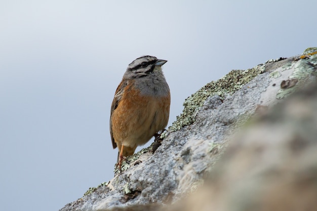 Free Photo closeup shot of rock bunting perched on a rock