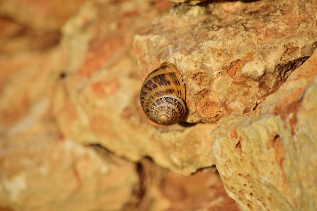 Free photo closeup shot of a roman snail on a cliff in maltese islands, malta