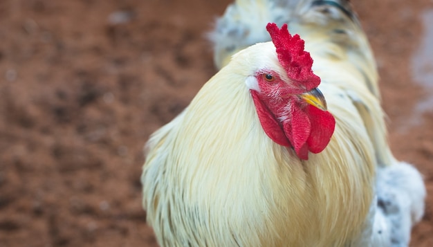 Free photo closeup shot of a rooster in a farm