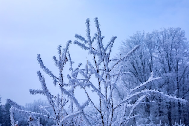 Closeup shot of rosehip branches covered by frost