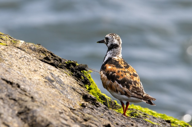 Free Photo closeup shot of ruddy turnstone standing on a rock near the shore