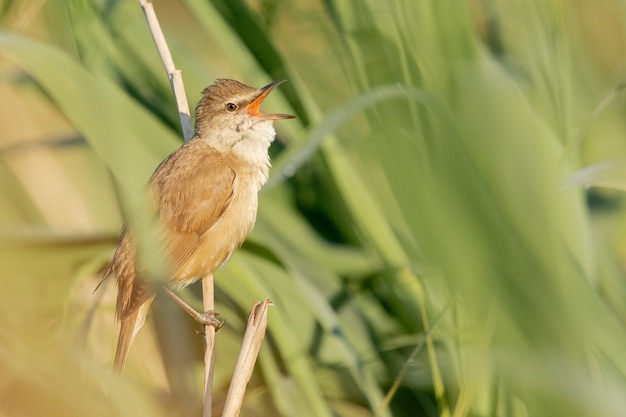 Closeup shot of a russet nightingale sitting on a tree branch during daylight