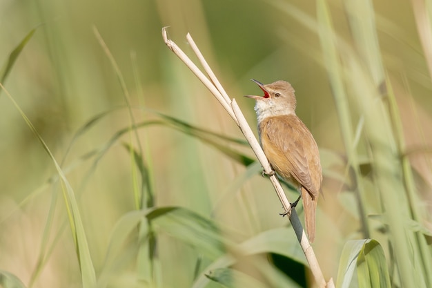 Free Photo closeup shot of a russet nightingale sitting on a tree branch during daylight