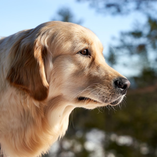 Free Photo closeup shot of a russian tracker dog in the greenery in winter