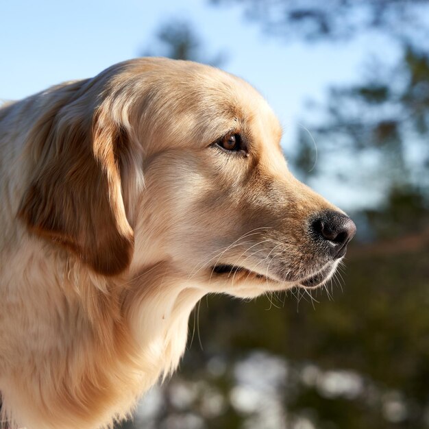 Closeup shot of a Russian tracker dog in the greenery in winter