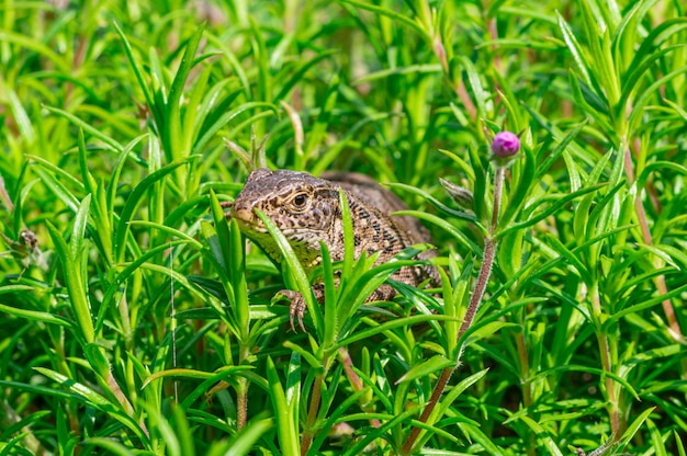 Free Photo closeup shot of a sand lizard (lacerta agilis) crawling on the grass