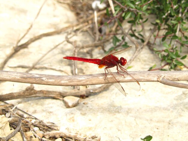 Closeup shot of a Scarlet Dragonfly sitting on a twig