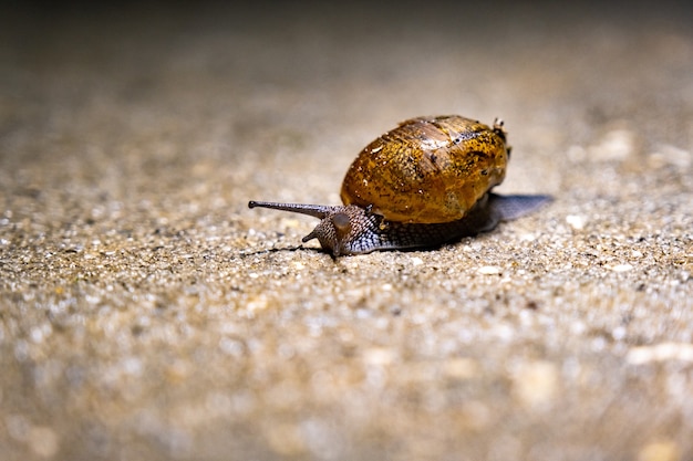 Free Photo closeup shot of a sea snail on the beach