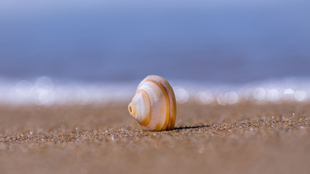 Closeup shot of seashell on sand