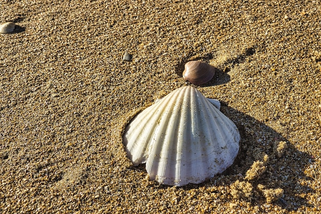 Closeup shot of a seashell on a sandy beach under the sunlight