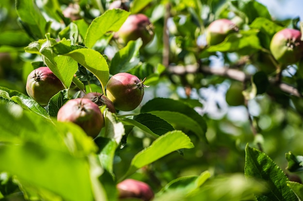 Free photo closeup shot of semi-ripe apples on a branch in a garden